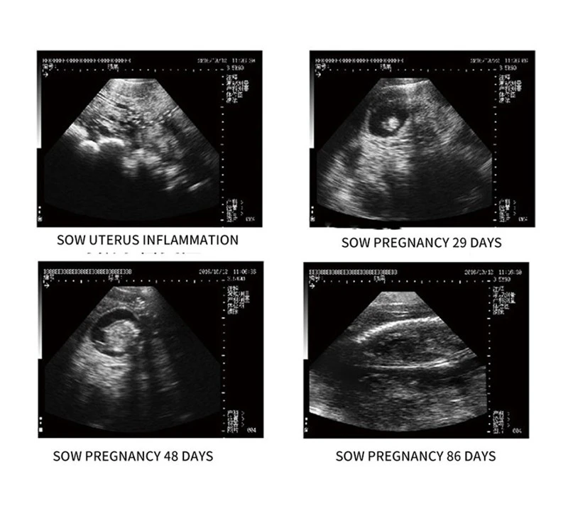 Buy Equine Ultrasound Scanner Buy Equine Ultrasound Scanner